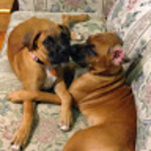 Meet your Posher, Norman